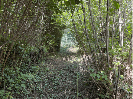 Land at Quillett